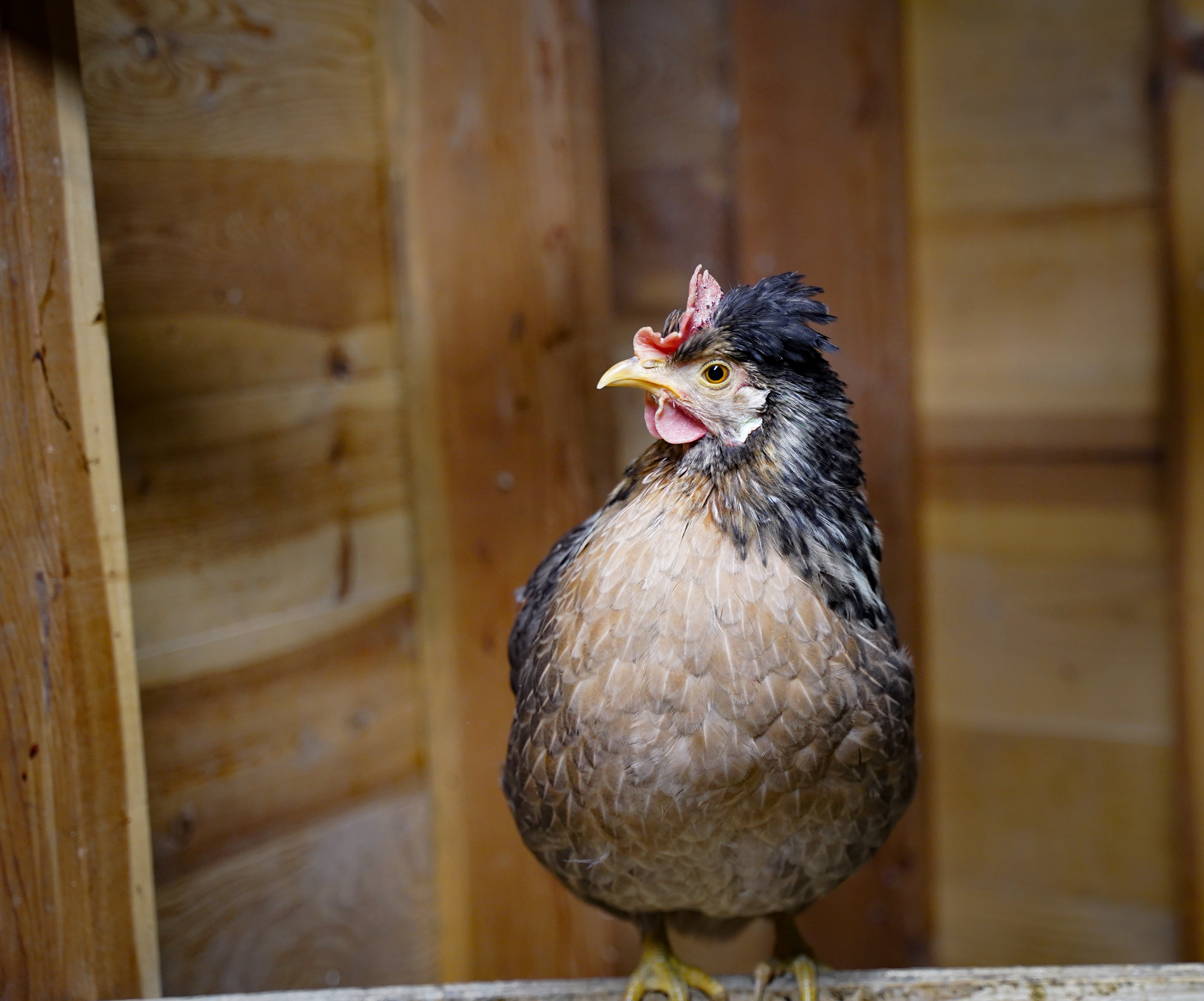 Hatchery Choice Blue and Green Layers