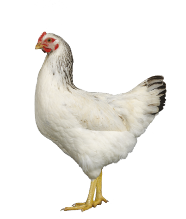 Hatchery Choice Brown Layers