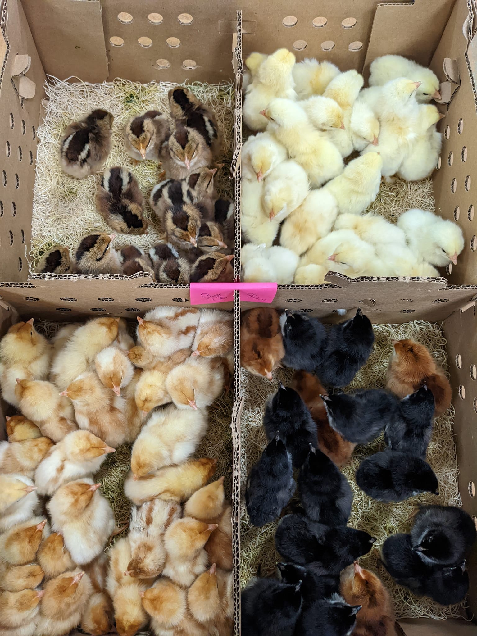 Hatchery Choice Layer Breeds Females