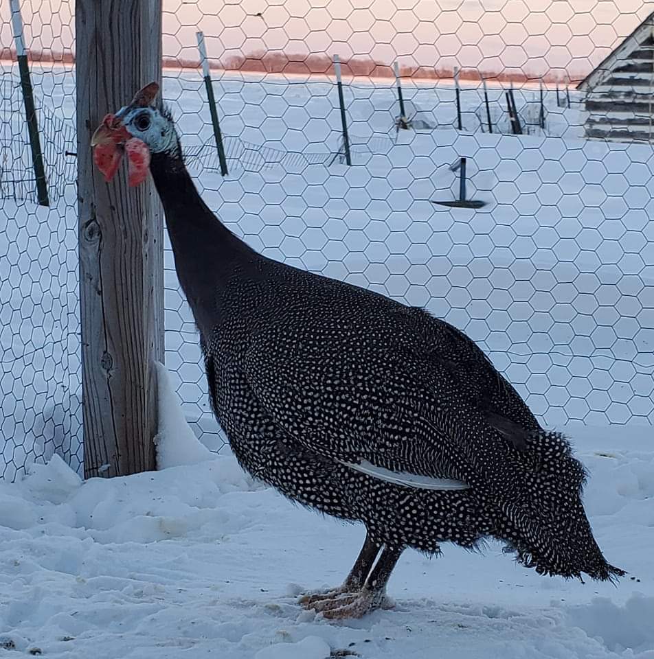 Jumbo Pearl Gray Guinea Keets