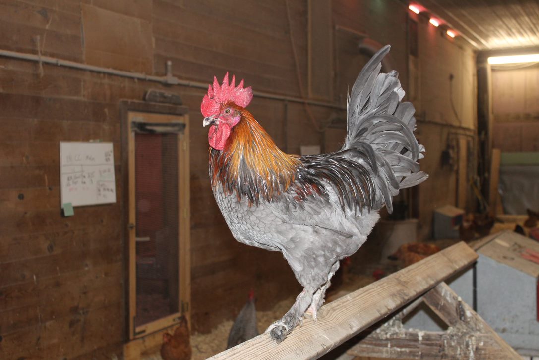 Black Copper and Blue Marans