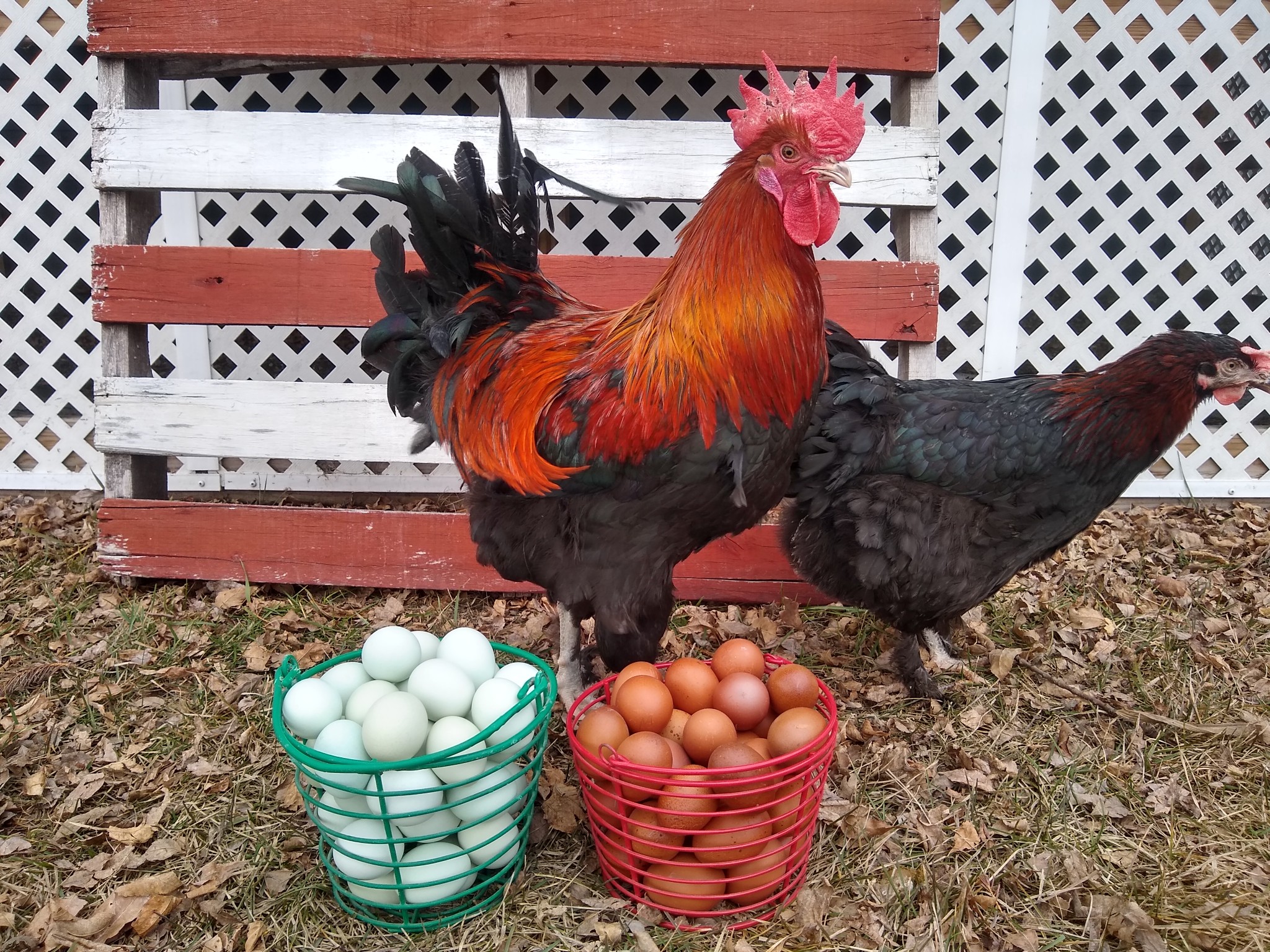 Black Copper and Blue Marans
