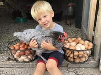 Black Copper and Blue Marans