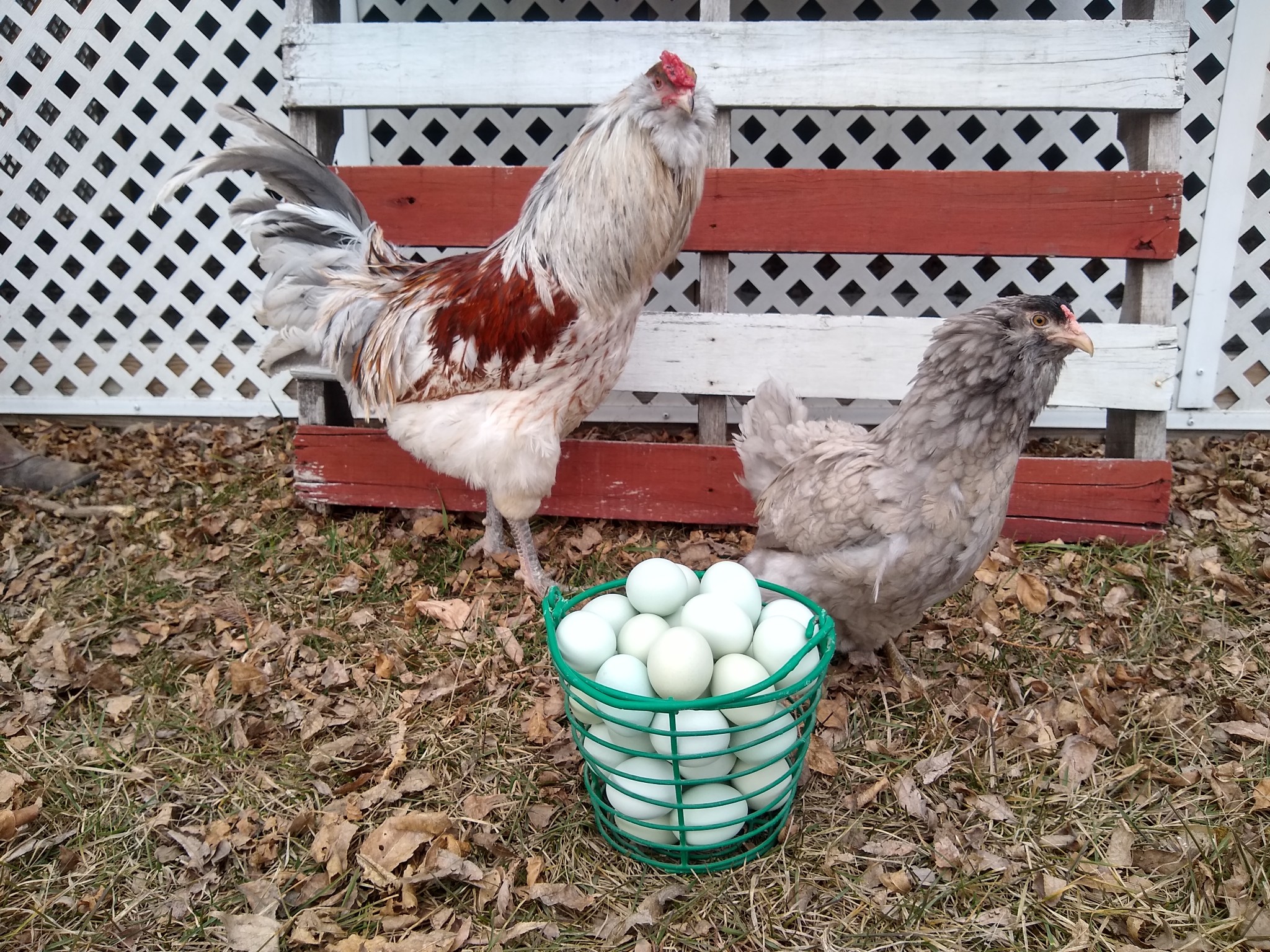 Easter Eggers