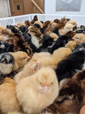 Hatchery Choice Layer Breeds Females