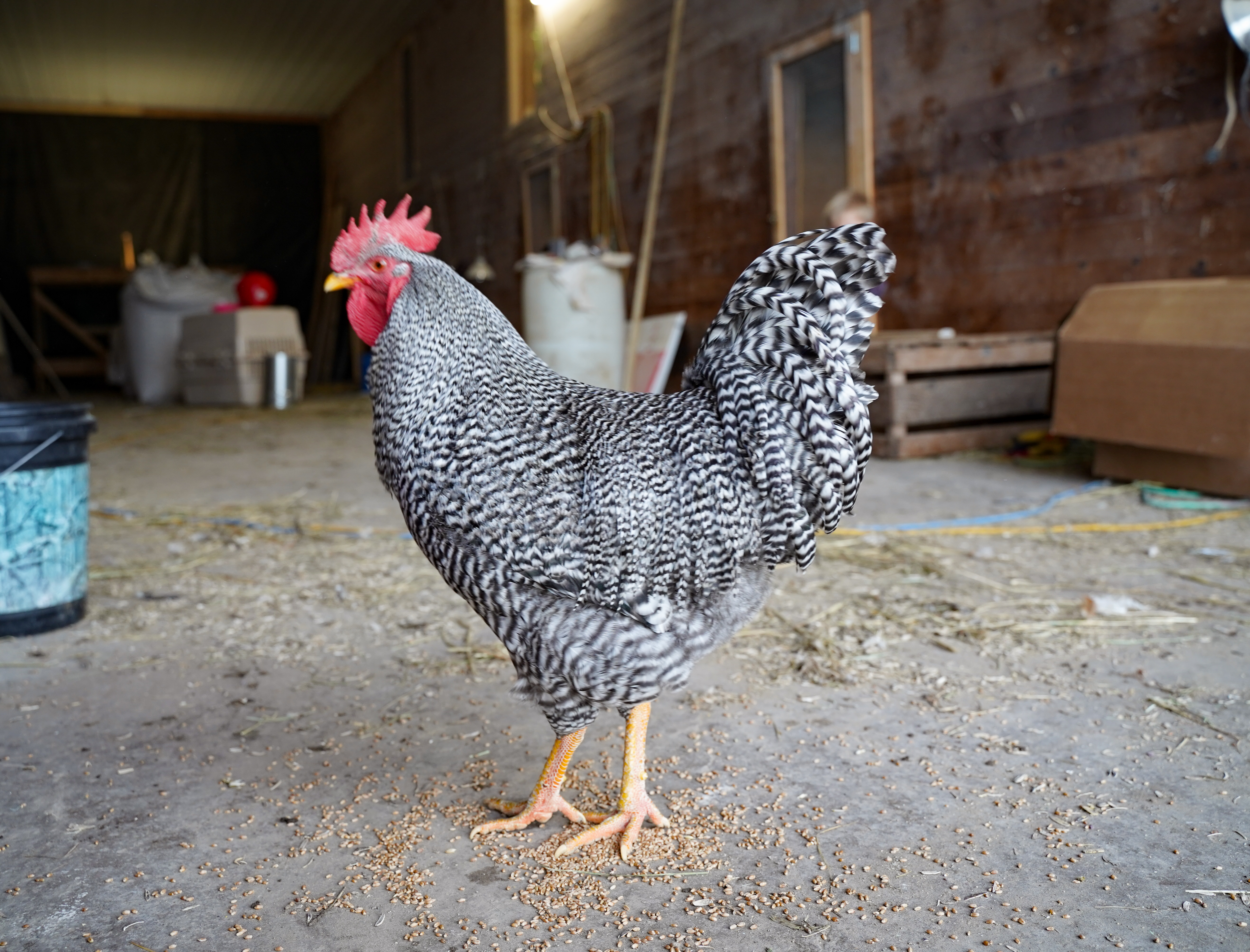 Hatchery Choice Layer Breeds Males