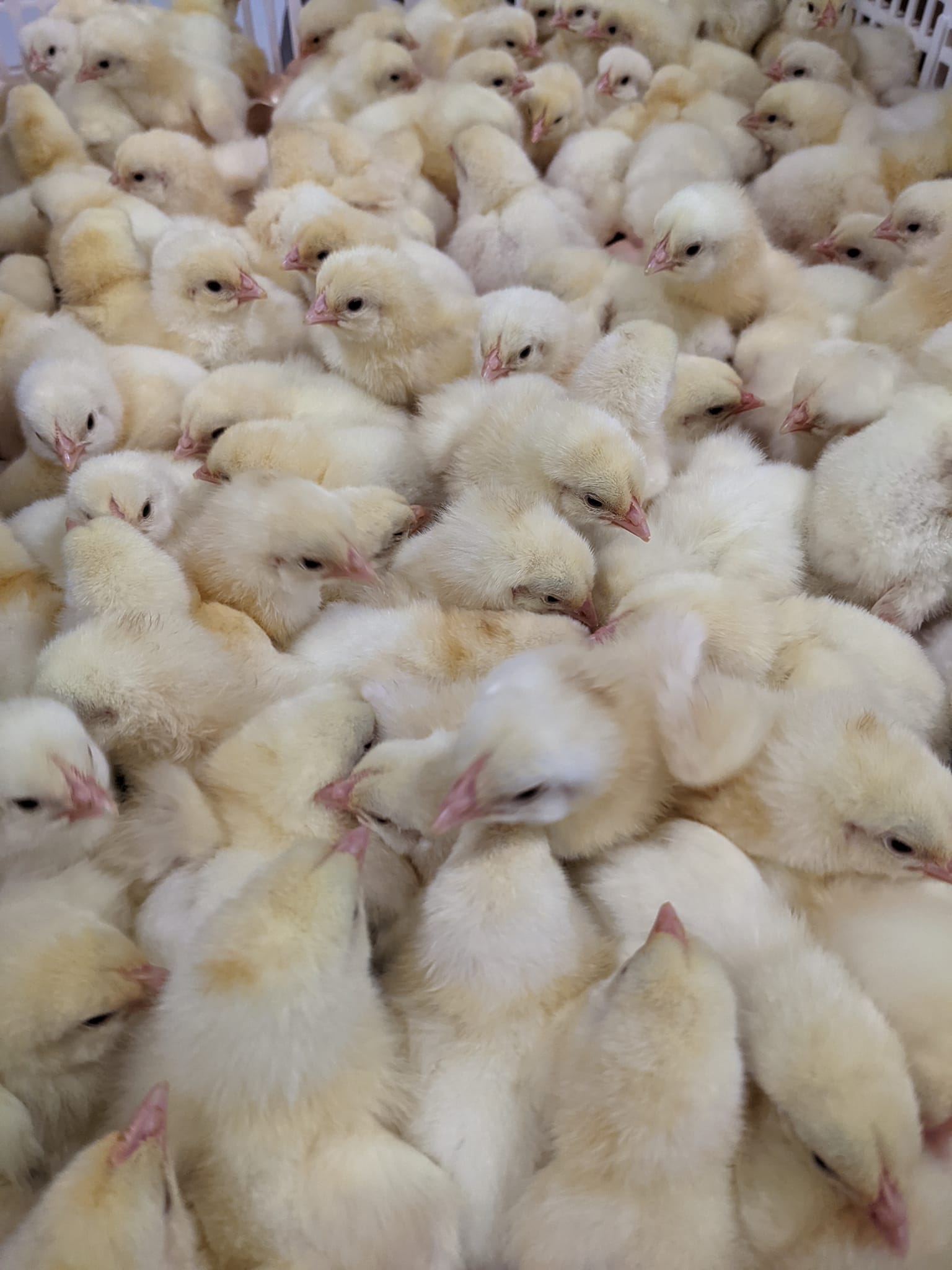 Hatchery Choice Meat Birds