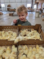 Hatchery Choice Meat Birds