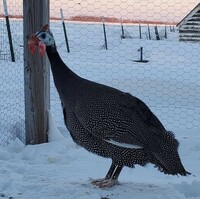 Jumbo Pearl Gray Guinea Keets