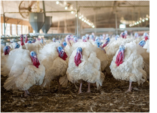 Broad Breasted White